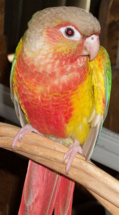 Pineapple conure green cheek - They love to spend tim... $299.00 Each Quick View. Green Cheek Conure. Linville's Aviary, FL We Ship. Moon Cheek Green Cheek - DNA Pending - being hand fed at this time - $500 weaned - will be weaned to eat a pellet diet - $50 deposit will hold this bi... $500.00 Each Quick View. Green Cheek Conure.